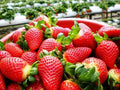 CAMERON STRAWBERRY