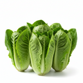 Baby Lettuce