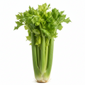 CELERY CHINA