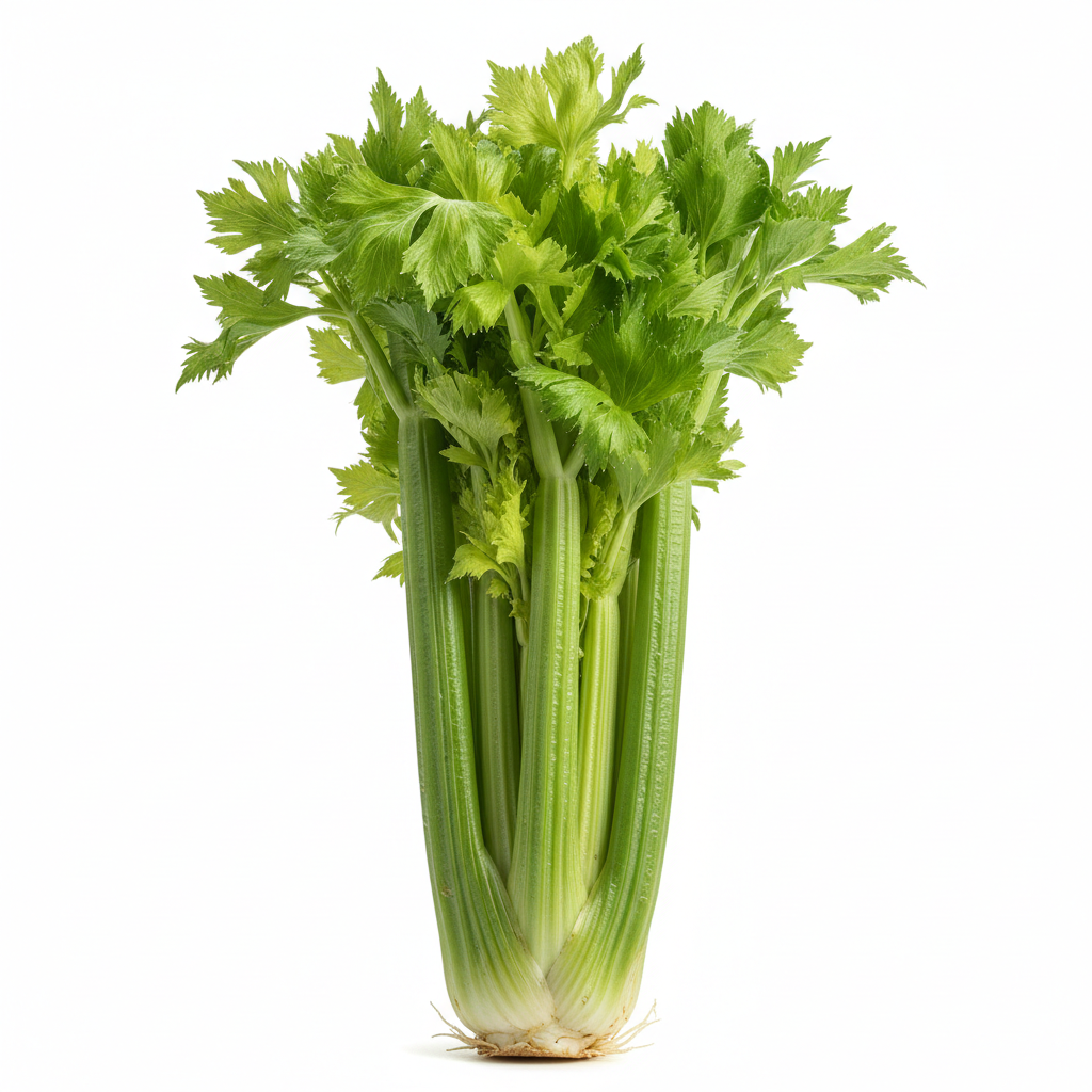 CELERY CHINA