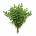 Daun Kari