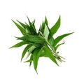 Daun Kesum