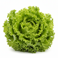 LETTUCE LOLLO BIONDA