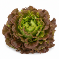 LETTUCE LOLLO ROSSA